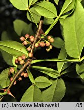 Zanthoxylum armatum