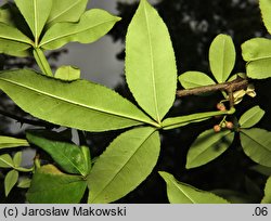 Zanthoxylum armatum