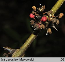 Zanthoxylum armatum