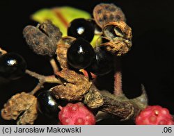 Zanthoxylum armatum