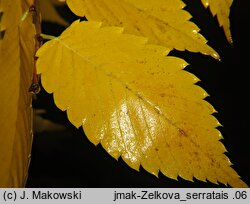 Zelkova serrata (brzostownica japońska)