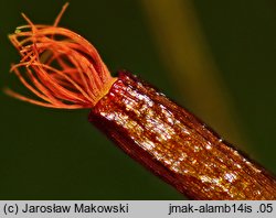 Aloina ambigua (soczeniczek wrzosolistny)