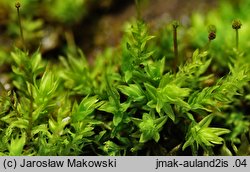 Aulacomnium androgynum (próchniczek obupłciowy)