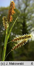 Carex flacca (turzyca sina)