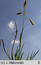 Carex flacca (turzyca sina)