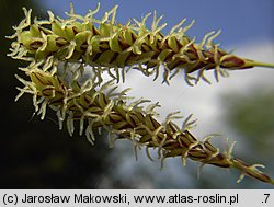 Carex flacca (turzyca sina)