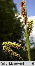 Carex flacca (turzyca sina)