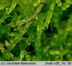 Cephaloziella divaricata (buławniczka zwyczajna)