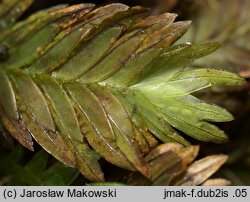 Fissidens dubius (skrzydlik grzebieniasty)