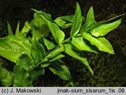 Sium sisarum (marek kucmerka)