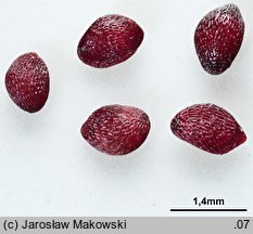 Vaccinium myrtillus (borówka czarna)