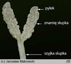 Calystegia sepium (kielisznik zaroślowy)