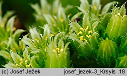 Jovibarba sobolifera (rojownik pospolity)