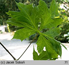 Acer platanoides (klon pospolity)