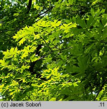 Acer platanoides (klon pospolity)