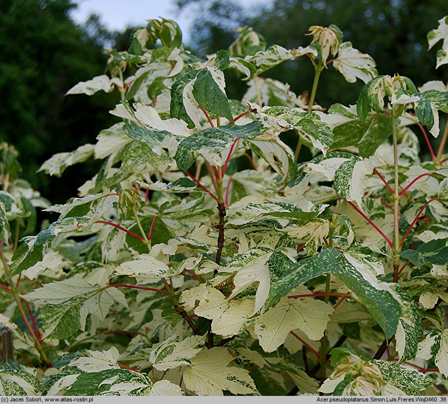 Acer pseudoplatanus Simon-Louis Frères