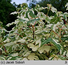 Acer pseudoplatanus Simon-Louis Frères