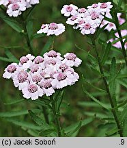 Achillea alpina (krwawnik syberyjski)