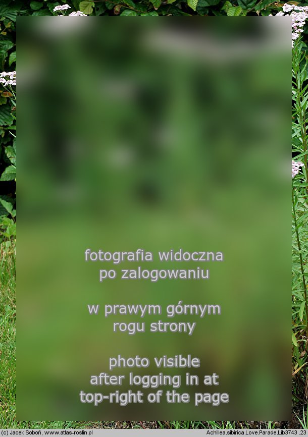 Achillea alpina (krwawnik syberyjski)