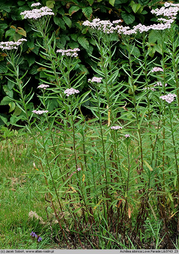 Achillea alpina (krwawnik syberyjski)