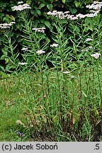 Achillea alpina (krwawnik syberyjski)