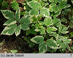 Aegopodium podagraria Variegatum