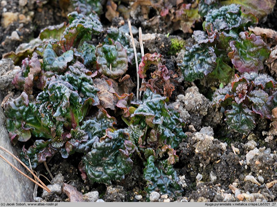 Ajuga pyramidalis Metallica Crispa