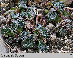 Ajuga pyramidalis Metallica Crispa