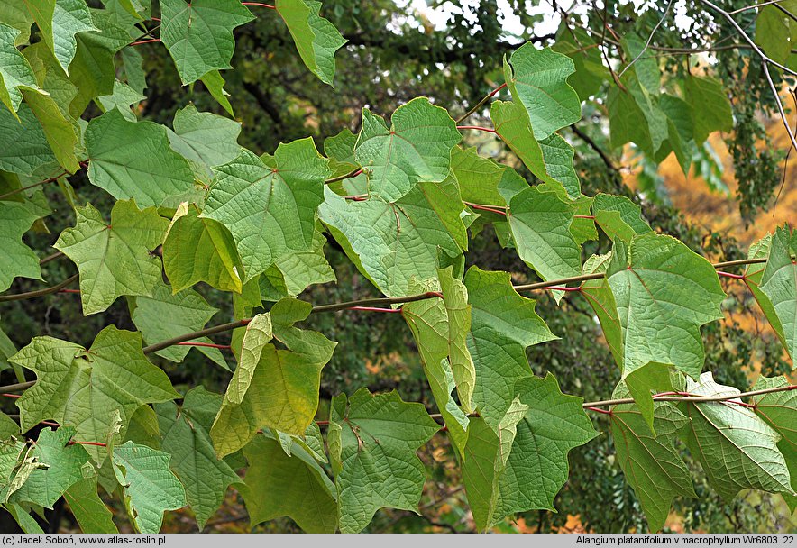 Alangium platanifolium (alangium platanolistne)