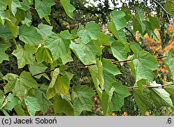 Alangium platanifolium (alangium platanolistne)