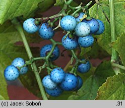 Ampelopsis brevipedunculata var. maximowiczii (winnik zmienny odm. Maksymowicza)