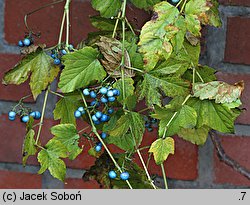 Ampelopsis brevipedunculata var. maximowiczii (winnik zmienny odm. Maksymowicza)