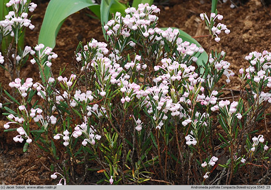 Andromeda polifolia Compacta