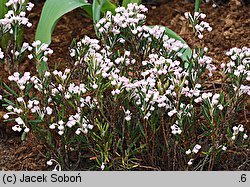 Andromeda polifolia Compacta