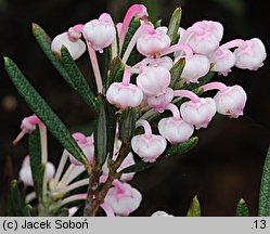 Andromeda polifolia Compacta