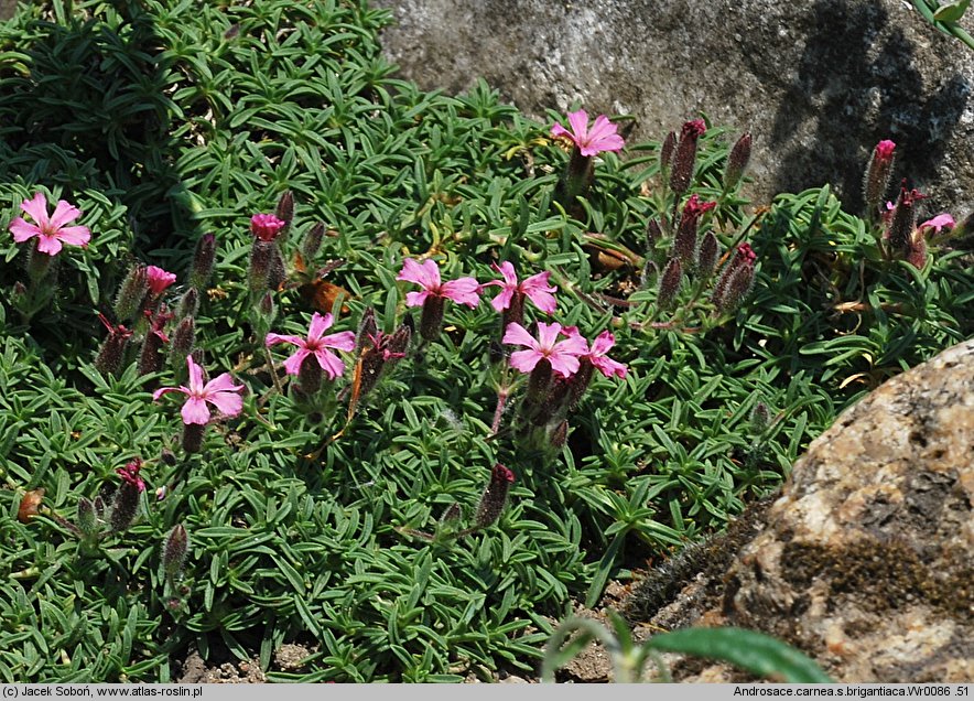 Saponaria pumilio