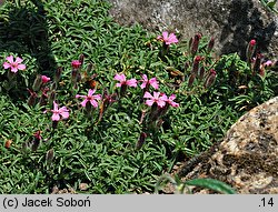 Saponaria pumilio