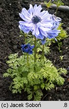 Anemone coronaria (zawilec wieńcowy)