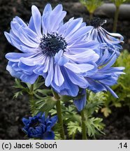 Anemone coronaria (zawilec wieńcowy)