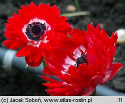 Anemone coronaria (zawilec wieńcowy)