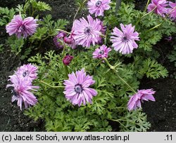 Anemone coronaria (zawilec wieńcowy)