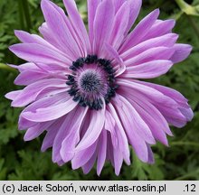 Anemone coronaria (zawilec wieńcowy)