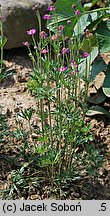 Anemone multifida (zawilec wielosieczny)