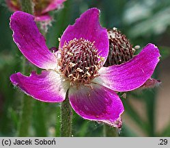 Anemone multifida (zawilec wielosieczny)