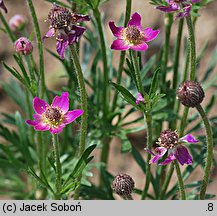 Anemone multifida (zawilec wielosieczny)