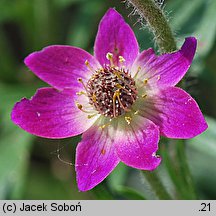 Anemone multifida (zawilec wielosieczny)