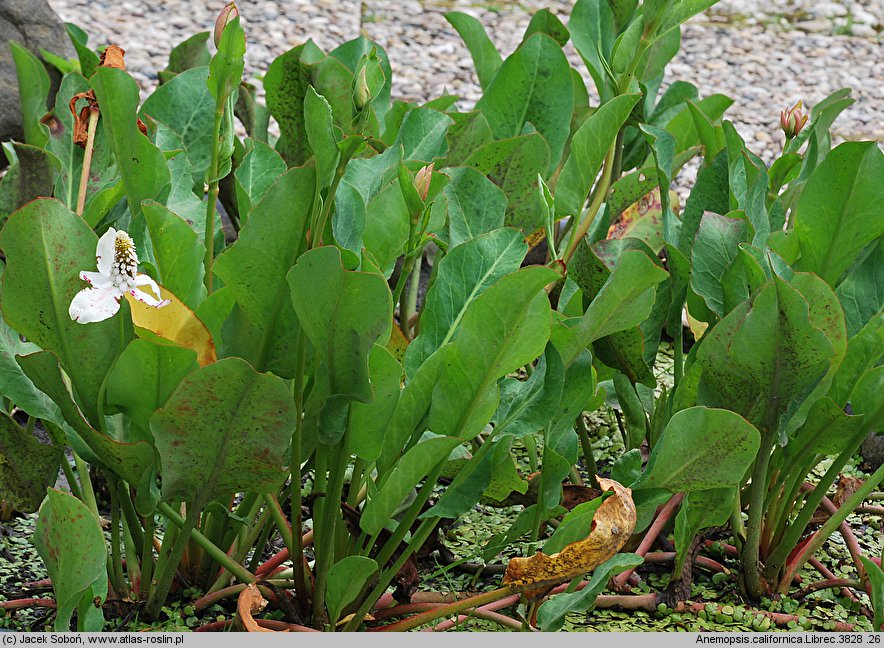 Anemopsis californica