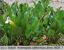 Anemopsis californica