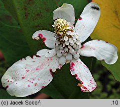 Anemopsis californica