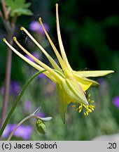 Aquilegia chaplinei